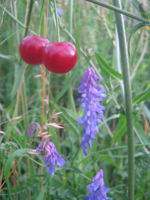 Wisienki ^^