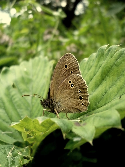 Motyl