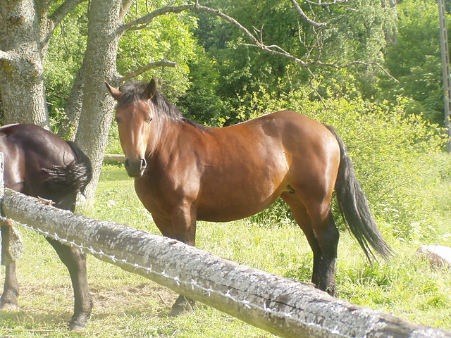 Konik:))