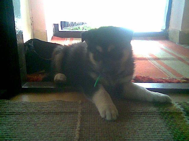 moj piesek - dragon :):):)