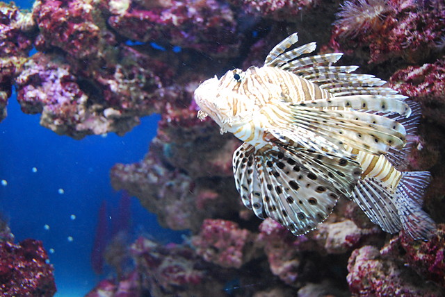 Oceanarium 