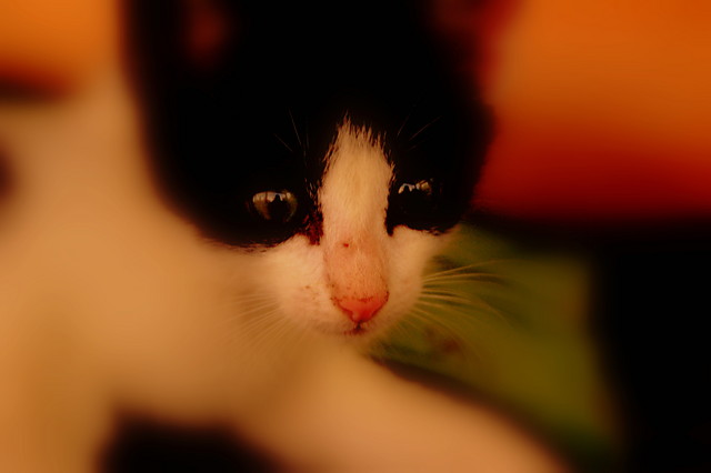 Kotek