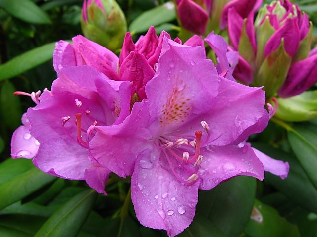 Wpis nocopias
