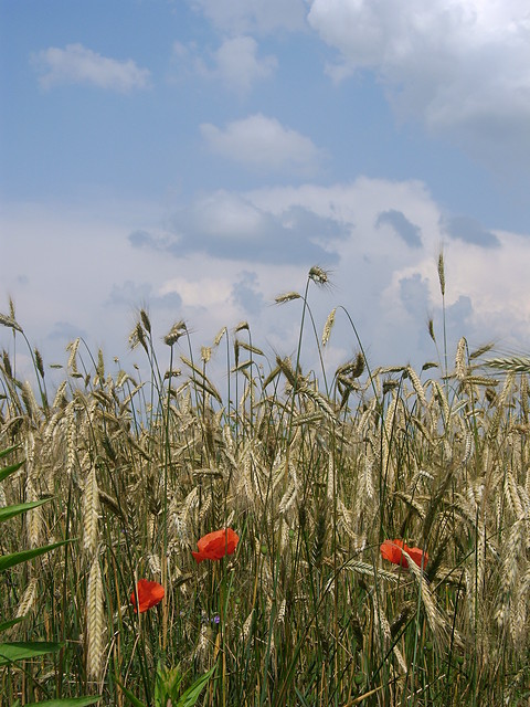 Wpis eufemistycznie