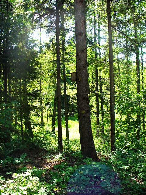 Forest.