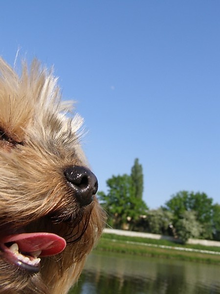 scooby najpikniejszy < 3