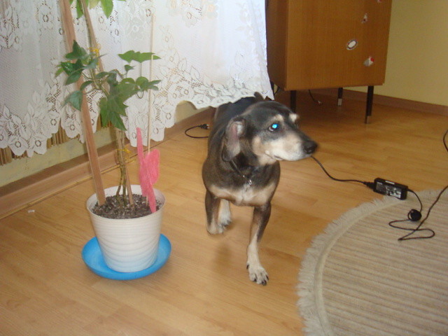 Wpis kazus1993