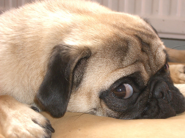 Wpis nocopias