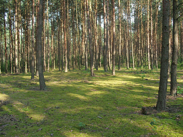 Nuda
