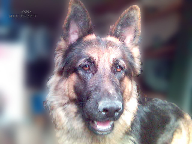 Wpis myanimalsinthecity