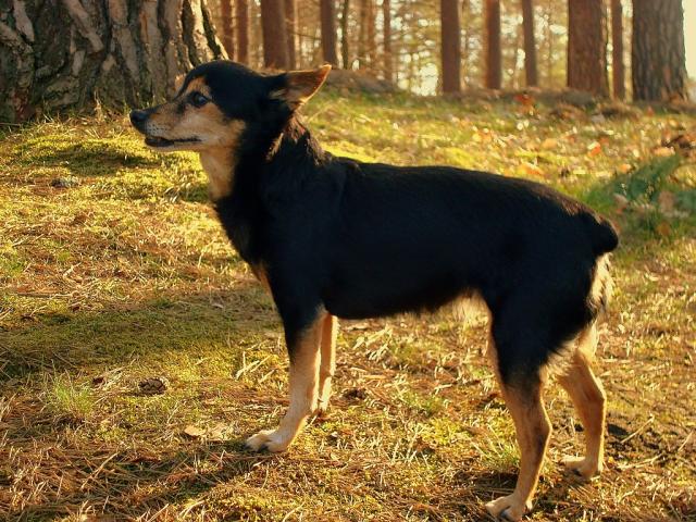 [*] SARA [*]