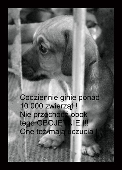 Biedny ;(