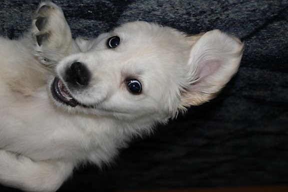 Moja Kochana Psinka :***