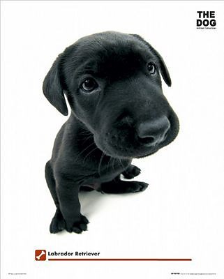 piesiu:******