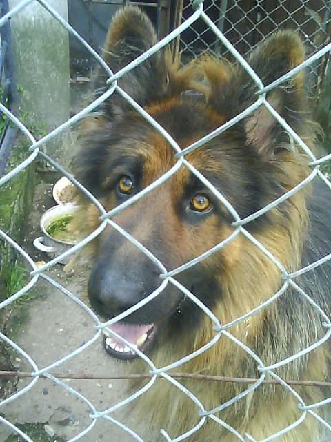 piesio