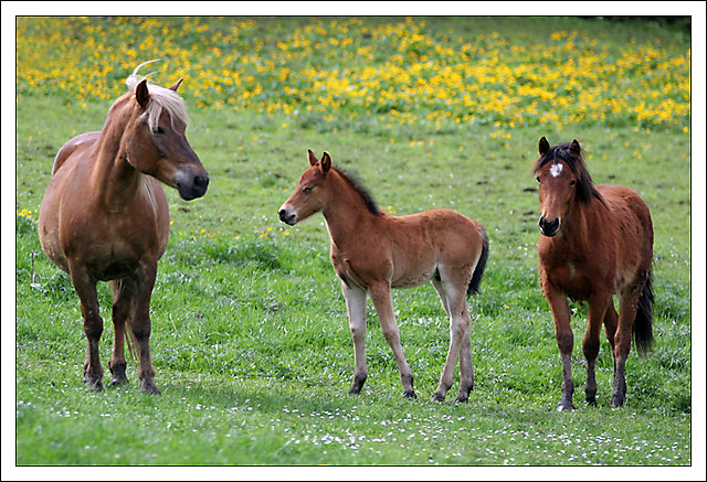 DLA NIKOLI:*********************