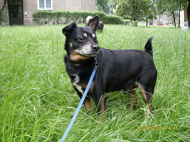 Bobi :-)