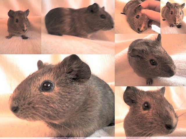 Futerko..