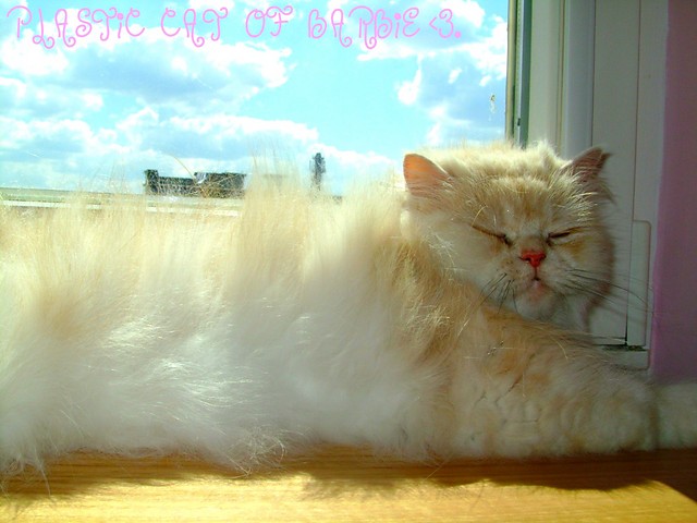 MY PLASTiiiC CAT < 3.