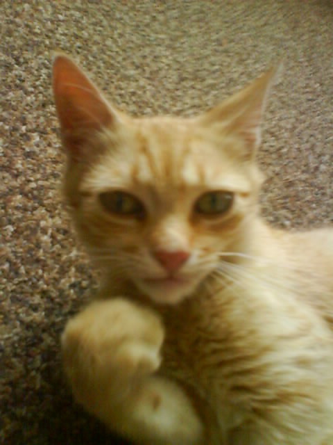 Mj ... kicio .