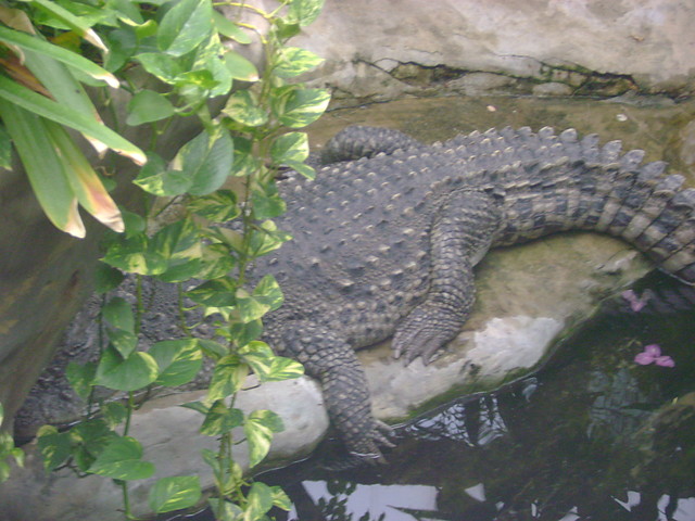 krokodyl