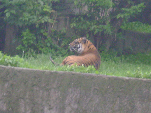 tiger
