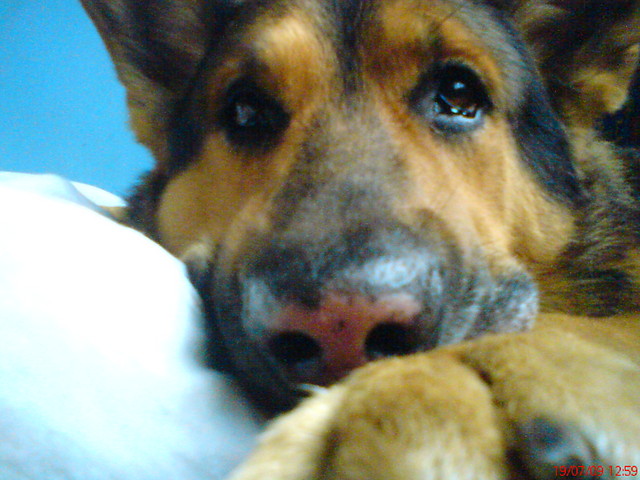 Maniu