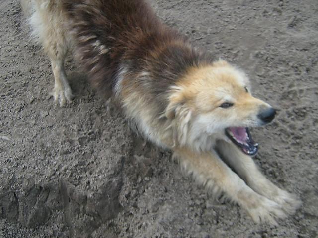 Dino ;*