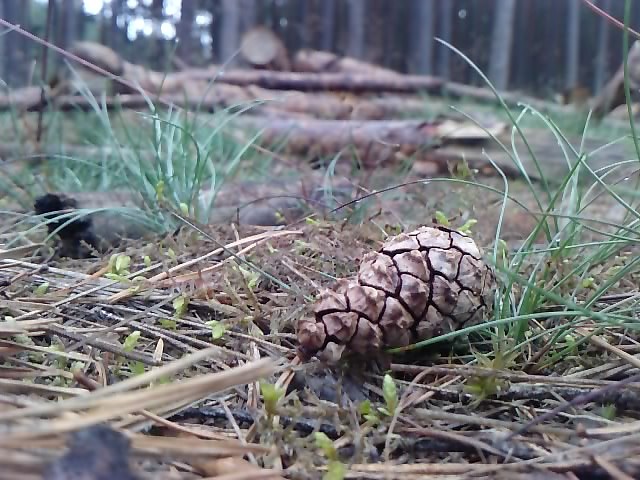 KoChaM...