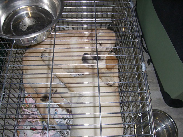 psiaki