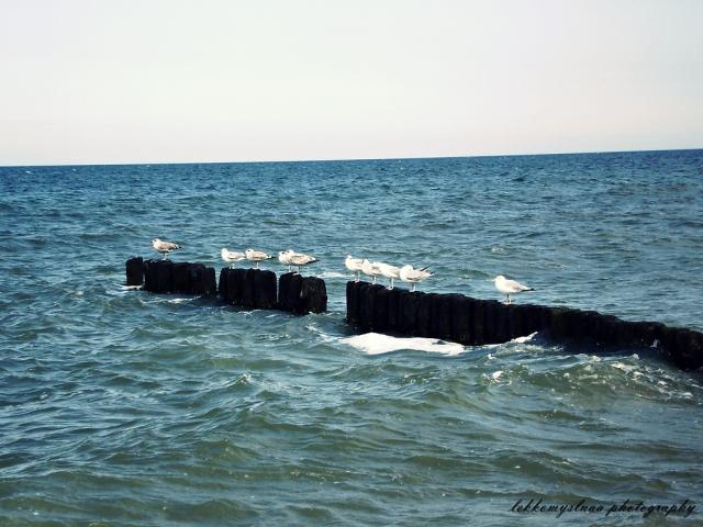 .Mewy