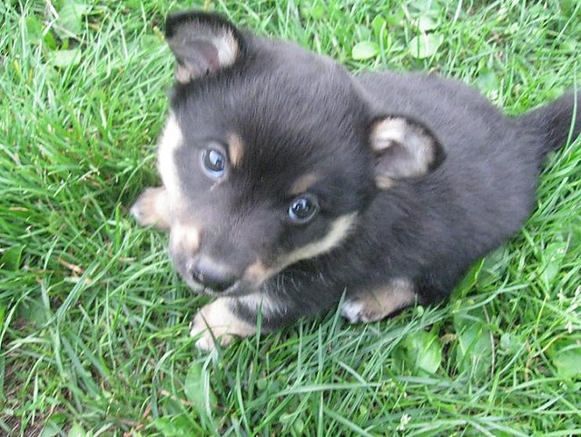 Rufus ;D 