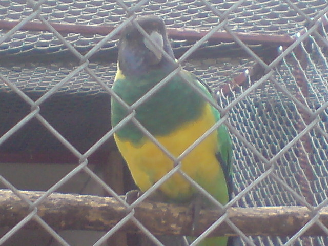 Barnard