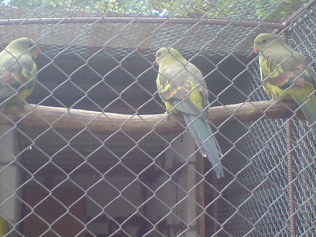 3 mlode papugi grskie
