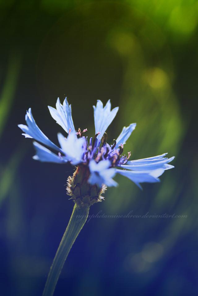 La Flor azul