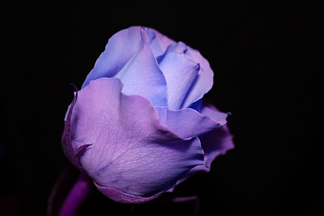 Deep Purple.