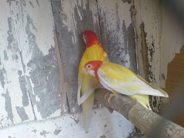 Wpis mojahodowlapapug