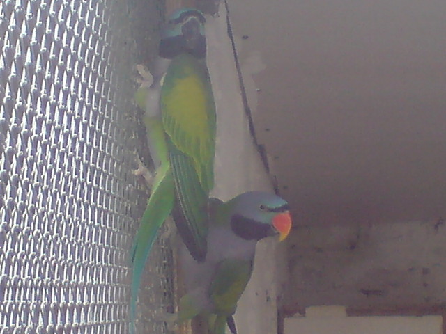 Wpis mojahodowlapapug