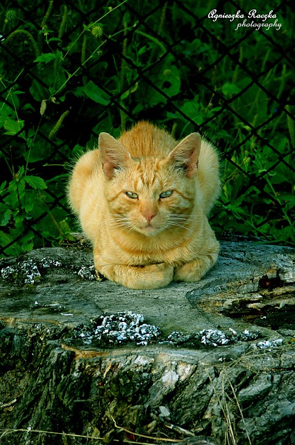 kocia kociara =)