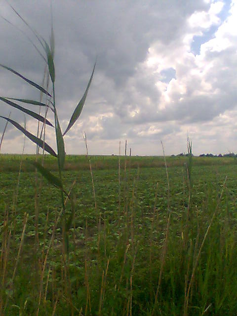 Wpis cytrynoweoczy