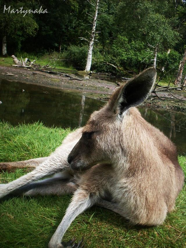 kangaroo.