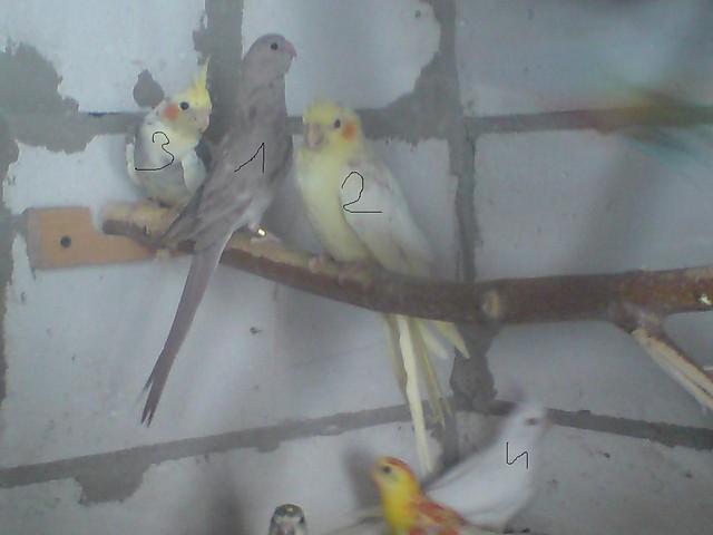 Wpis mojahodowlapapug