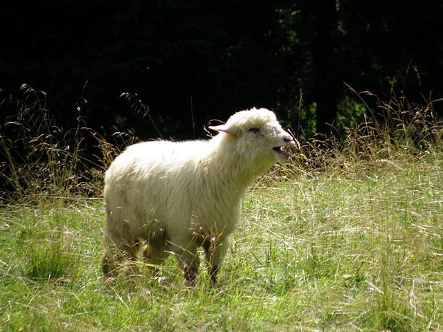 Owieczka