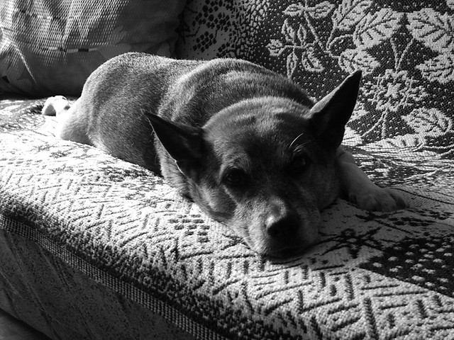 Mister Toffi