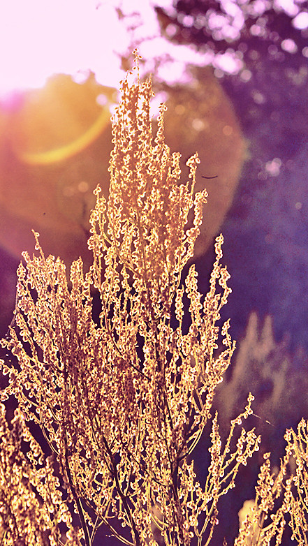 Magia