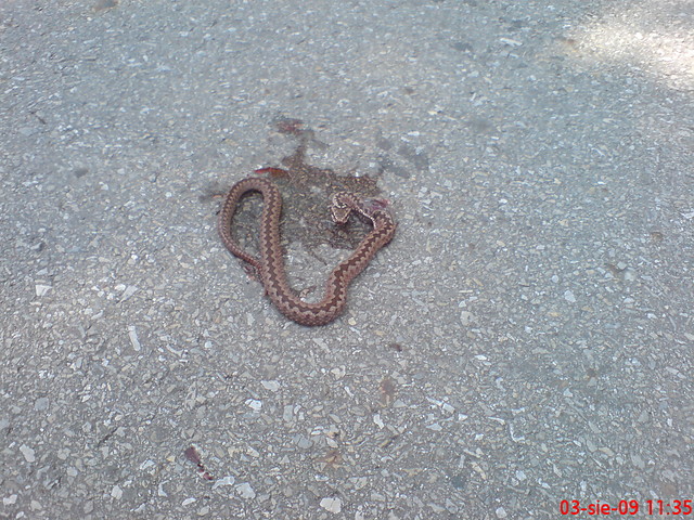 Cobra