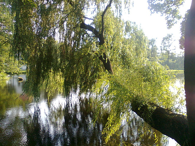 Wpis paliskaroxi