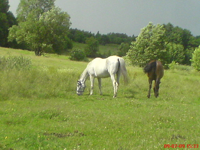 C&G:):)xPPP