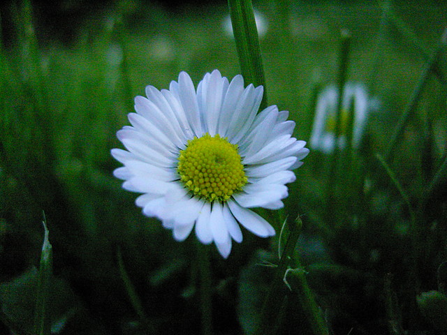 Stokrotka.