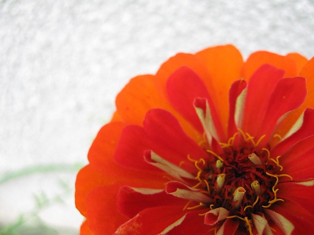 Pomaracza